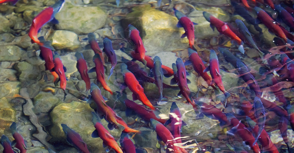 Alaska Salmon Run 2025: Sterling’s Front-Row Seat on the Kenai & Kasilof