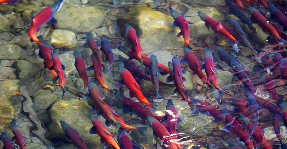 Sockeye salmon swimming upstream during the Alaska salmon run in the Kenai River, Sterling, Alaska.