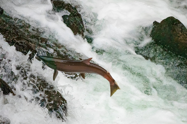Pink salmon jumping at Russian River Falls in Alaska during summer salmon migration.
