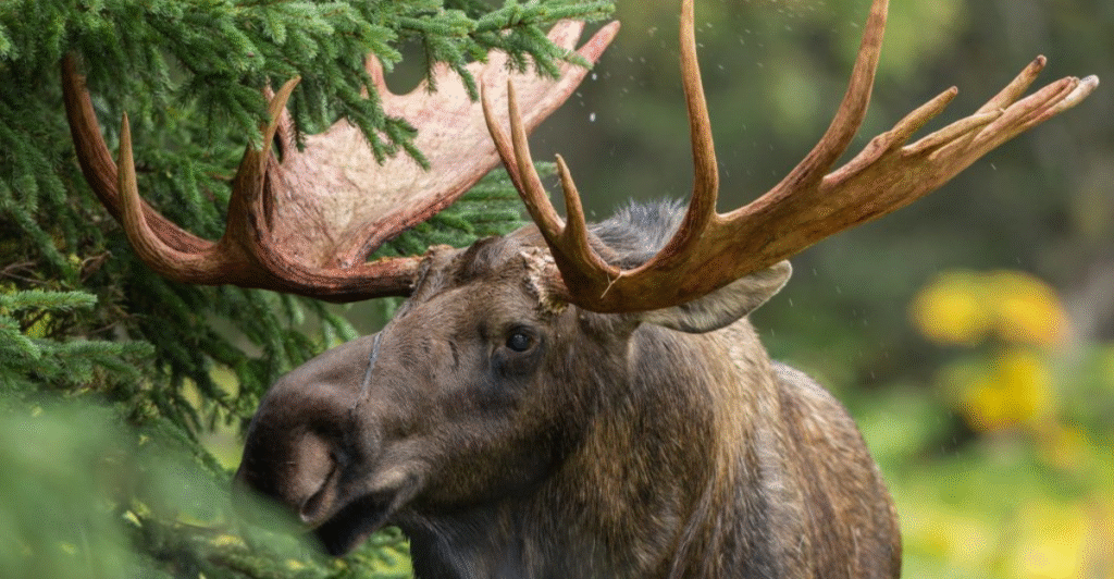 Alaska Hunting Season in Sterling – A Local’s Guide